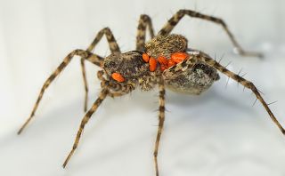 клещи Erythraeidae (?) паразитирующие на пауке