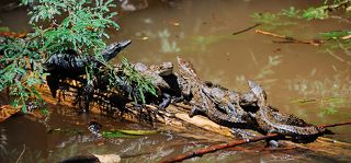 Выводок (Каньон Сумидеро)