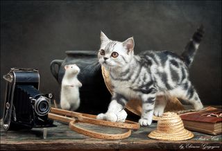 Малышка Женева всегда готова поиграть. Хоть в бадминтон, хоть в кошки-мышки. Феликс даже немного растерялся - может быть, уже пора спрятаться в большой кувшин? Или всё же погоняем воланчик?))