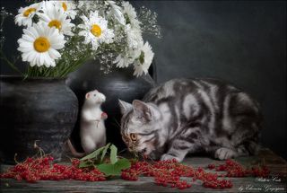 - Кто ты такой? - спрашивает юный Херитейж.
- Я Феликс! - отвечает ему наш герой. 
- А ты съедобный? - задаёт следующий вопрос любопытный котик. 

- Нет, я совсем невкусный, - смеётся Феликс. - Но вот попробуй ягоды красной смородины, они вкусные и полезные!
И Херитейж послушно пробует раскусить круглую ягодку

Но вкус ему совершенно не понравился....
- Что это было такое - кислое и совсем не похоже на еду для котиков? - недоумевает Херитейж. А Феликс только посмеивается тихонько, ведь он хорошо знает, сколько витаминов в летних ягодах из своего сада.