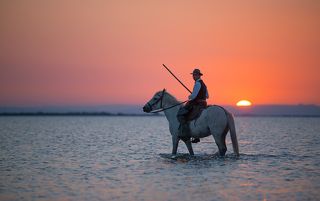 Камарг: гардьены и лошади