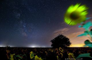 ночь, поля, подсолнухи, звёзды