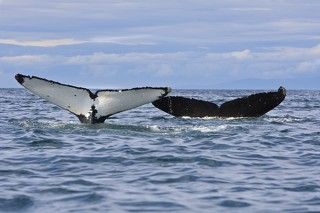 Синхронисты