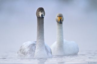 Однажды среди множества водоемов России, они выбрали незамерзающие озера Алтая и с той поры прилетают каждый год.