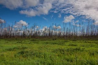 Трава побеждает