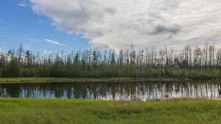 Отражение мертвого леса