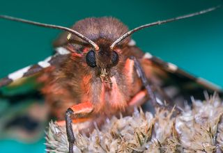 Медведица Кайя [Arctia caja]