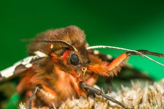 Медведица Кайя [Arctia caja]