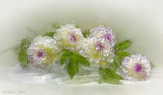 Георгины за мокрым стеклом