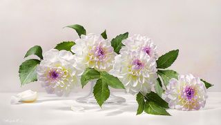 Нежность георгин