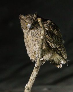 Вылетев из леса, рыбный филин садится на ближайшее к речке дерево и осматривается, нет ли опасности.
