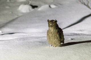 После он садится на снег недалеко от лунки и снова осматривается.