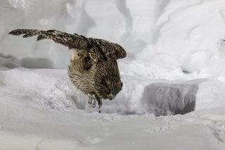 Если опасности нет, филин взлетает и стремительно пикирует в речную протоку.