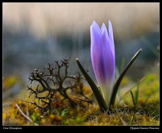 Красавица и чудовище. Брандушка разноцветная и лишайник цетрария степная.