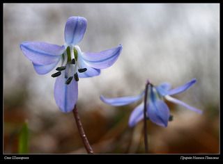 Размолвка. Пролеска сибирская.