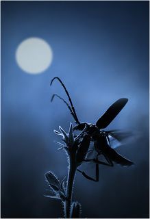 Ночной полет