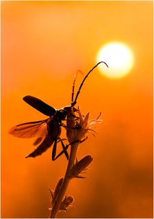 За солнцем вслед