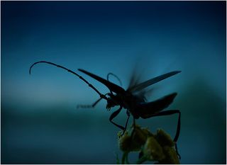 Предрассветный полет