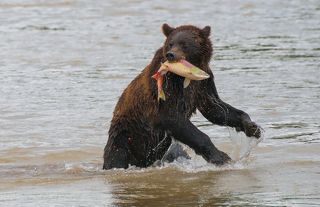 Этап 3: фиксация.