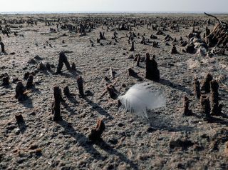 02 Затерянный лес?