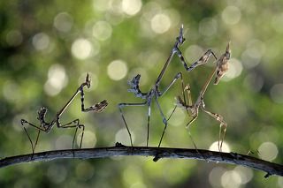 mantis_1
Akın Acar