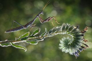 Mantis_2
Akın Acar