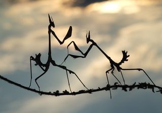 Mantis_3
Akın Acar