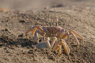 Вот и хозяин