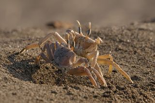 Занято, дядя!