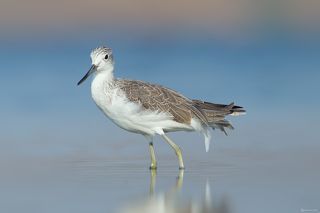 Большой улит