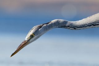 Серая цапля