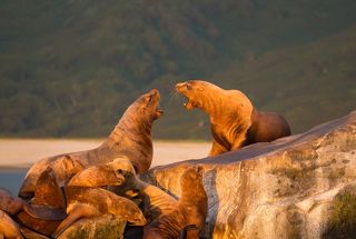 Локальный конфликт.