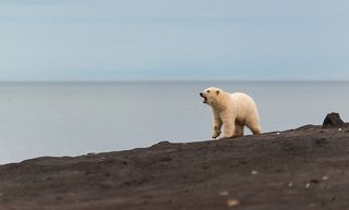 Медвежонок потерявший свою маму