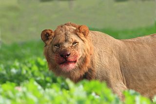 После сытного обеда..