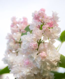 Сорт бело - розовой двуцветной сирени \