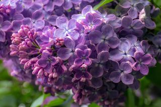 Сирень из Сиреневого Сада.