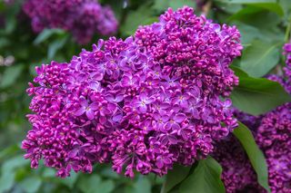 Пышная ветка сирени из Сиреневого Сада. Сняли с трудом, стояли в очереди, ждали, когда девушки - модели отфотографируются :-)