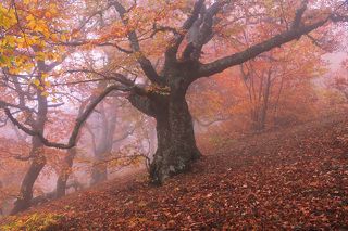 Фототур «Золото Демерджи» 14-18/10/2015г. http://phototours.com.ua/tours/zoloto-demerdzhi