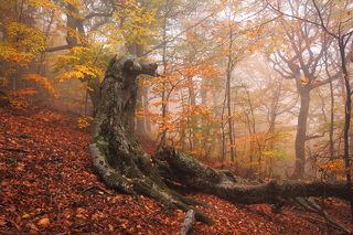 Фототур «Золото Демерджи» 14-18/10/2015г. http://phototours.com.ua/tours/zoloto-demerdzhi
