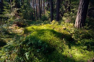 01 Полянка сосновом лесу