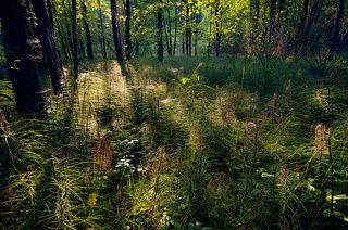 02 Хвощ речной в заболоченном черноольшанике