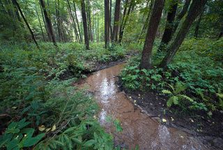 02 Ручей на территории Приокско-террасного биосферного заповедника неглубок и нетороплив