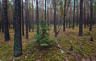 03 Сосновый бор прозрачен и чист