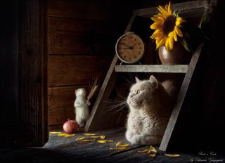 Часы показывают, что совсем скоро осень… Кот очень любит лежать под лесенкой и смотреть в приоткрытую дверь, как ветер гоняет листья по лужайке. Для Феликса это первая осень, и он пока не представляет, что это такое. Но очень уж вкусные зёрнышки в собранных колосках, а длинная и твёрдая ость очень напоминает усы Кота. Даже по цвету. К подножью лестницы осыпаются лепестки у цветка подсолнуха, и Феликс подумывает о том, чтобы утащить его потом к себе в закрома. Кладовка у него, конечно, полная; вы ведь помните, что он и варенье варил, и огурцы солил, сушил яблоки и лекарственные травки, даже вино у него есть)). А Кот ни о чём не позаботился, да и зачем, ведь у него есть хозяйка...