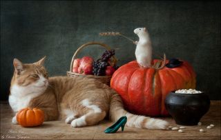 Огромная тыква выросла на огороде у Феликса. Он еле-еле притащил её домой и стал думать о том, как же сохранить такую громадину на всю зиму. Может быть, разрезать на кусочки и заморозить? А может, замариновать по старому бабушкиному рецепту? И про семечки не забыть, их нужно высушить, чтобы зимой смачно грызть в кресле у камина. Но перво-наперво нужно сварить сладкую манную кашу с тыквой! 
Феликс так замечтался, что не заметил, как задремал. А во сне увидел сказку про Золушку! Ну, вы же помните, как она танцевала на балу с Принцем, а потом потеряла туфельку? Когда Феликс проснулся, он увидел, что сидит на тыкве, в руках у него колосок. Как будто кнут у кучера кареты! И шляпа рядом лежит! А Рыжая Кошка Дайви, кажется, только что была лошадью и цокала копытами… Непонятно… Феликс протёр глаза в надежде, что вот сейчас окончательно проснётся, и вдруг на полу возле кошкиного хвоста увидел … башмачок! Пожалуй, придётся искать Золушку! Может быть, она спряталась за горшочком с фасолью?