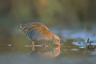 porciglione all\'alba