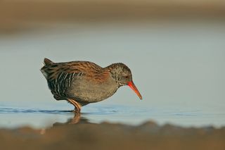 porciglione all\'alba