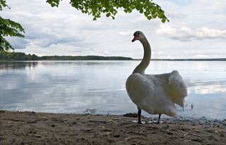 Удивлённый лебедь.