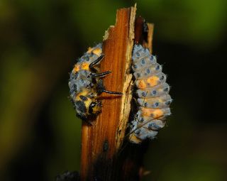 пора заккукливаться