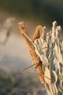 Привет, может попозируешь немного?